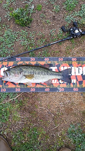 ブラックバスの釣果