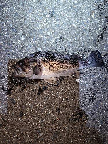 クロソイの釣果