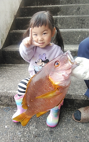 シブダイの釣果