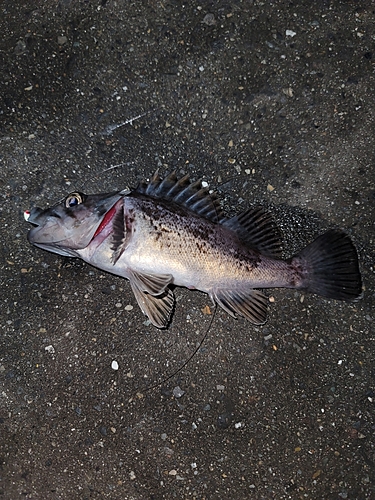 クロソイの釣果