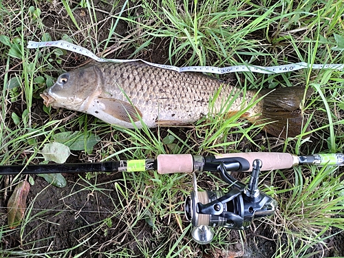 コイの釣果