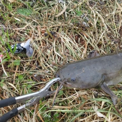 マナマズの釣果