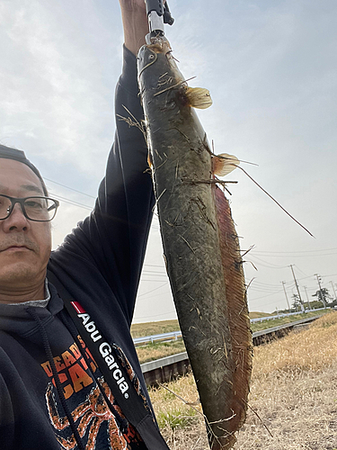 ナマズの釣果