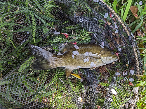 スモールマウスバスの釣果