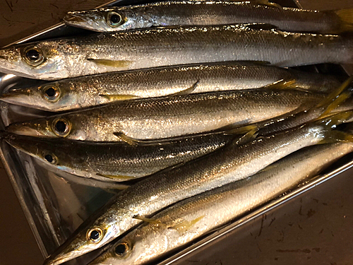 カマスの釣果