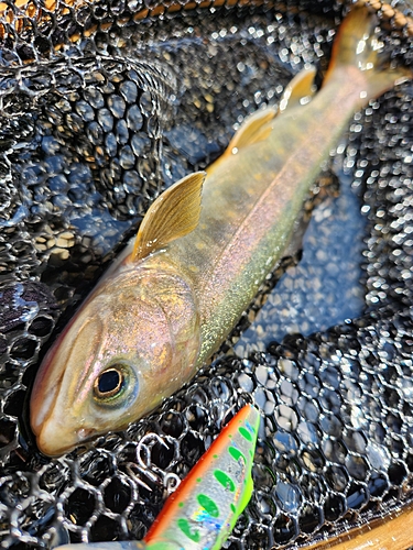 イワナの釣果