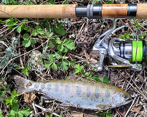 アマゴの釣果