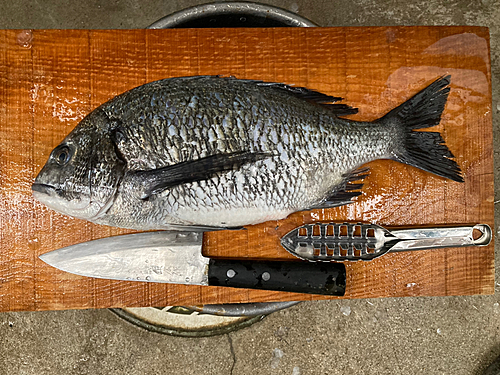 チヌの釣果