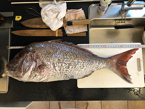 マダイの釣果