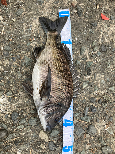 クロダイの釣果