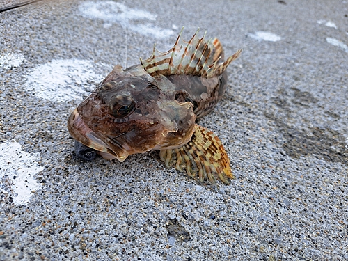 カジカの釣果