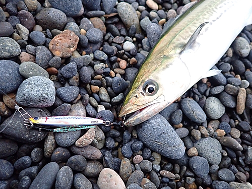 サゴシの釣果