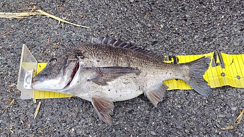 チヌの釣果