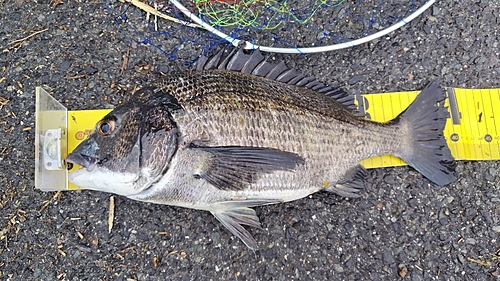 チヌの釣果