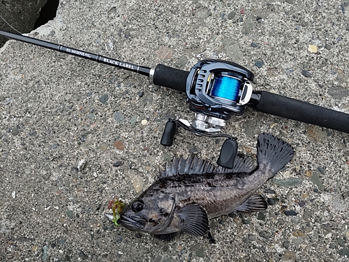 クロソイの釣果