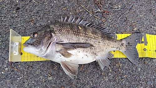 チヌの釣果