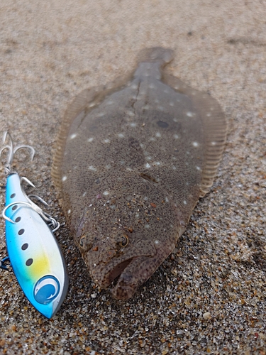 ソゲの釣果