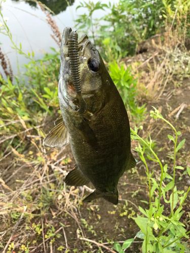 スモールマウスバスの釣果