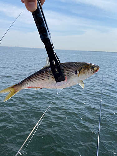 コノシロの釣果