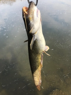 ナマズの釣果