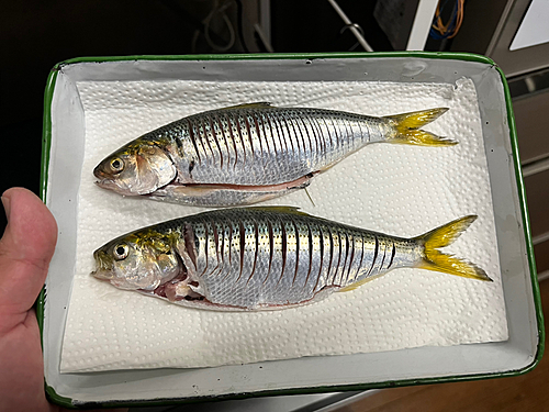 コノシロの釣果