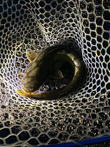 アメリカナマズの釣果