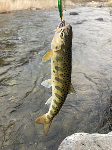 ヤマメの釣果