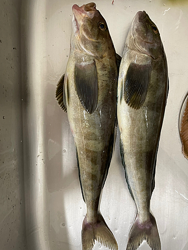 ホッケの釣果