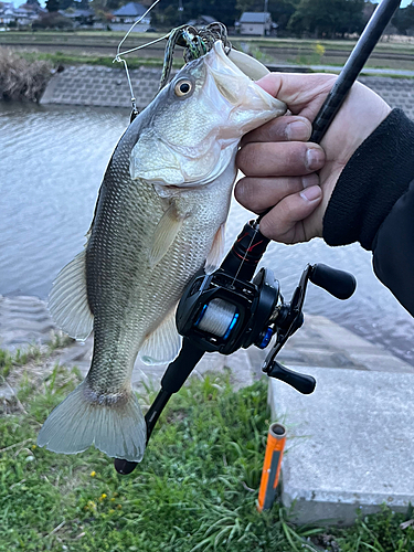 ブラックバスの釣果