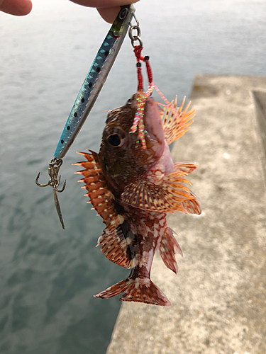 アラカブの釣果