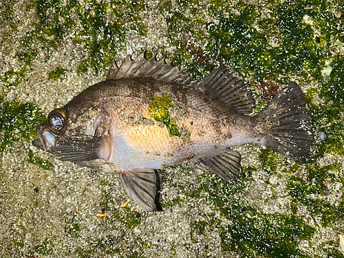 ムラソイの釣果