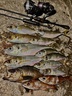 アジの釣果