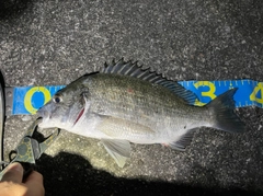 ミナミクロダイの釣果