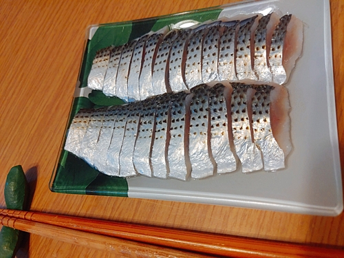 コノシロの釣果