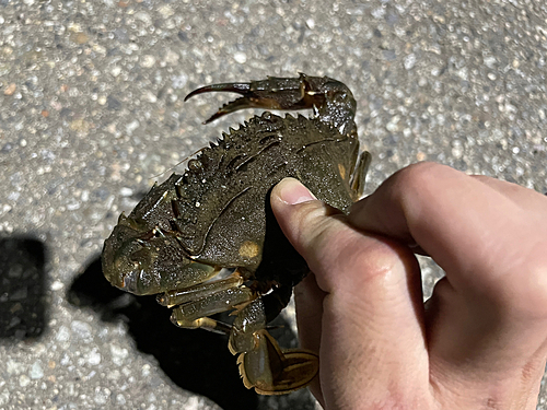 カニの釣果