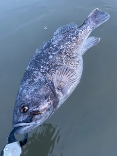 クロソイの釣果