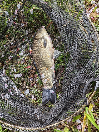 マブナの釣果