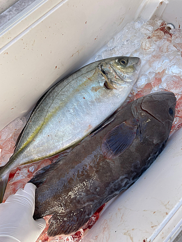 マハタの釣果