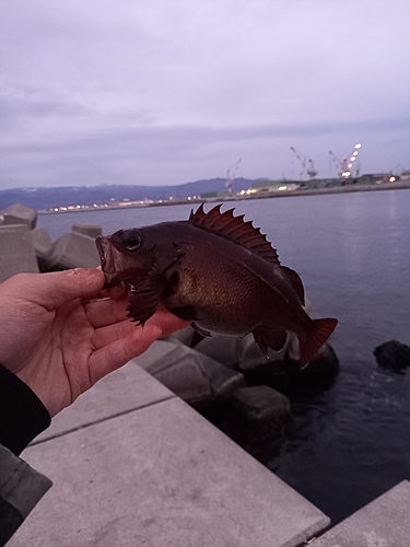 ガヤの釣果