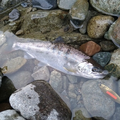 アマゴの釣果