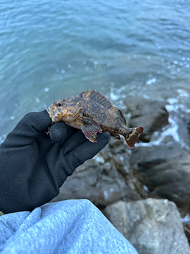 タケノコメバルの釣果