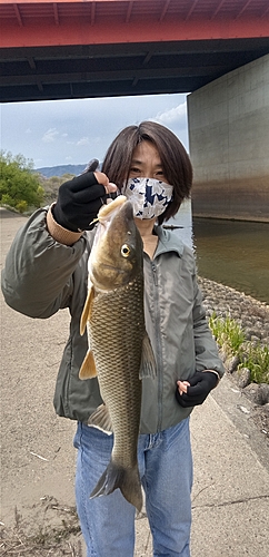 ニゴイの釣果