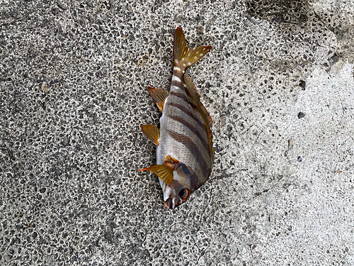 タカノハの釣果