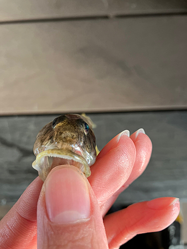 マハゼの釣果