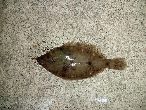 マコガレイの釣果