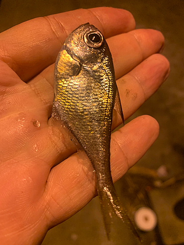 ミナミハタンポの釣果