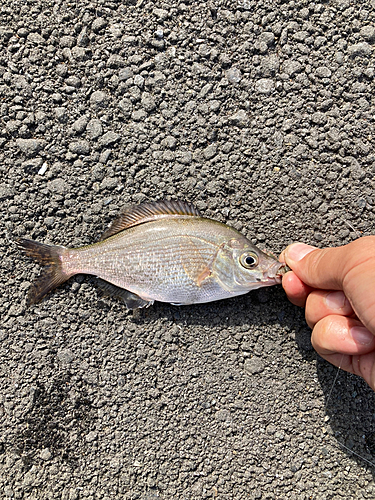 アオタナゴの釣果