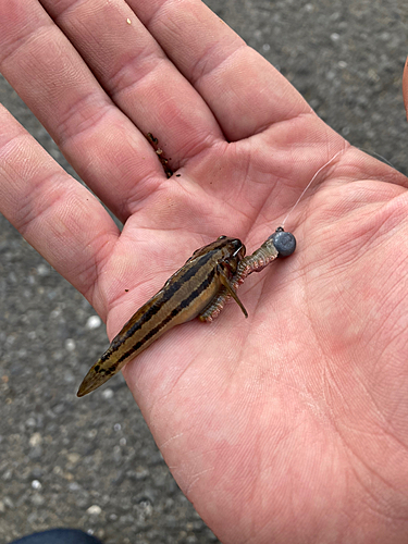 アカオビシマハゼの釣果