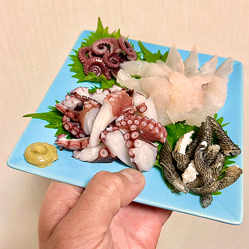 タコの釣果