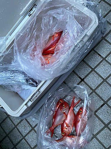 キンメダイの釣果